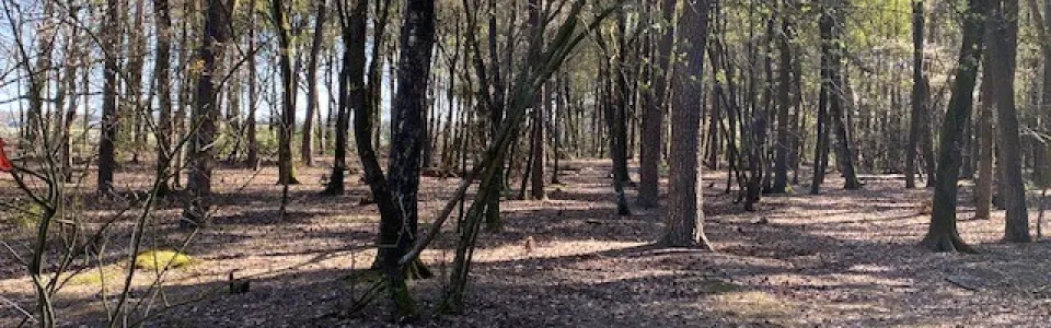Het Veluwse bos en wandelpad direct grenzend aan de accommodatie