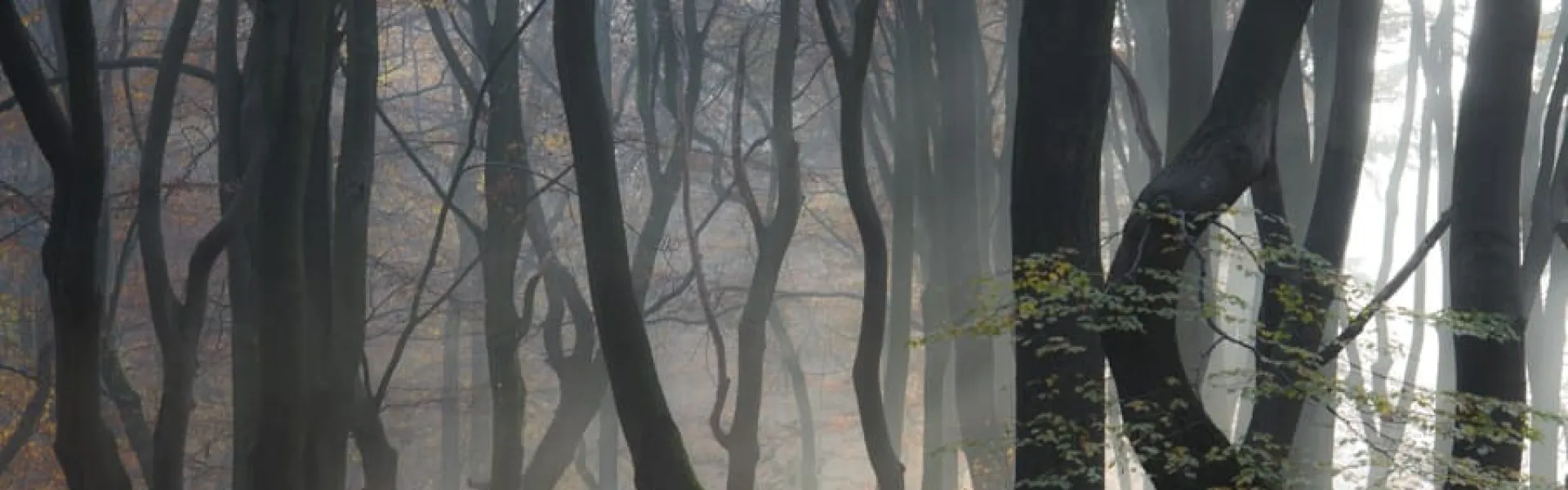 Mistig bos met kale bomen